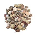 Fossil Mix | Bag of Genuine Fossils!