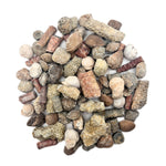 Fossil Mix | Bag of Genuine Fossils!