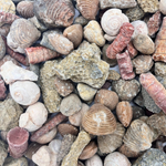 Fossil Mix | Bag of Genuine Fossils!