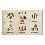 Fossil Mix | Bag of Genuine Fossils!