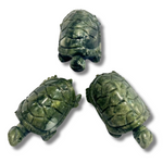 Green Jade Turtle