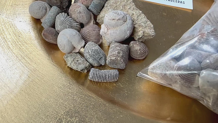 Fossil Mix | Bag of Genuine Fossils!