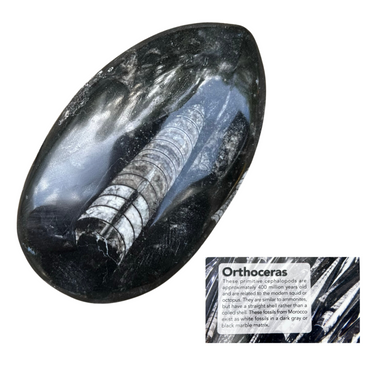 Orthoceras Fossil | Oblong Shaped Free Forms