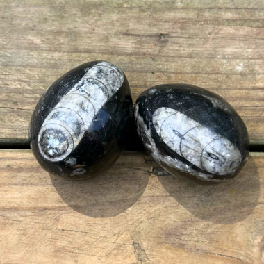 Orthoceras Fossil Eggs | Polished