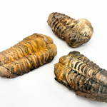 Trilobite Fossils | Set of 3