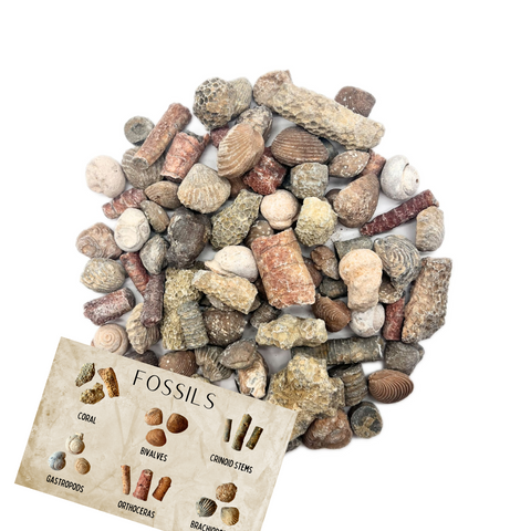 Fossil Mix | Bag of Genuine Fossils!