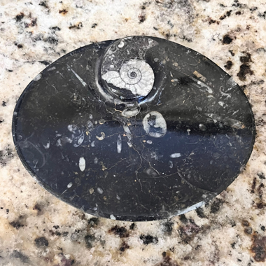 Orthoceras Fossil Bowl/Soap Dish